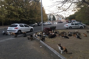 غذادادن به حیوانات خیابانی؛ اقدامی انسانی با چالش‌های بهداشتی